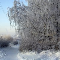 Морозное утро. :: Елизавета Успенская