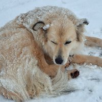 Дождалась снега! И дом, и хозяин есть! :: Татьяна Помогалова