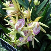 Орхидея Цимбидиум :: Galina194701 