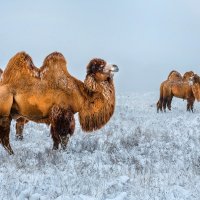 Верблюды в зимней степи :: Фёдор. Лашков