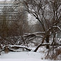 Поломало, искорежило.... :: Марина Харченкова