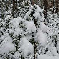 Ельник после снегопада :: Милешкин Владимир Алексеевич 