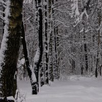Фантазия на тему зимы :: Олег Пучков