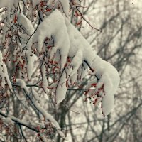 Снегопад в Дмитрове. :: Анатолий. Chesnavik.