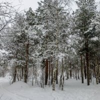снежный лес :: Елена Кордумова
