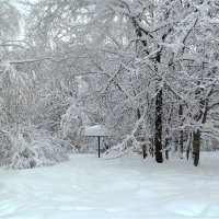 Снежный грибок :: Светлана Лысенко