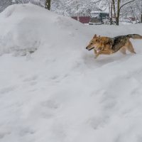 Зимний собакен :: KotoPalych Gf