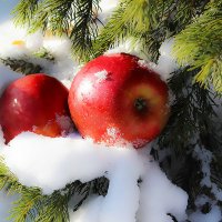 Яблоки на снегу ... :: Олег Кондрашов