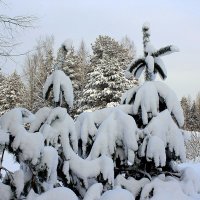 Снежный февраль,  ты нам даришь волшебные сказки :: Елена Павлова (Смолова)
