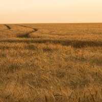 пшеница :: олег 