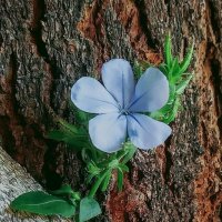 Голубой  цветок. :: Roni Levi 