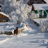 Зима в Карпатах :: Степан Карачко
