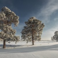 ***** :: Дамир Белоколенко