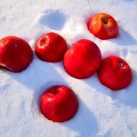 Яблоки на снегу :: Владимир 
