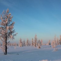 В снежном одиночестве.. :: Ирина Яромина