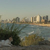 Трехцветная кошка на фоне закатной морской панорамы Тель-Авива :: Александра 