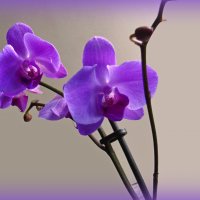 Орхидея фаленопсис :: super-krokus.tur ( Наталья )