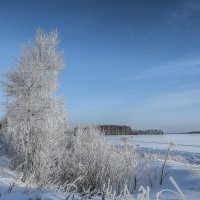 "Серебром покрыты  тонкие берёзы,  Словно поседели  и уснули в грёзах ..." :: Михаил "Skipper"