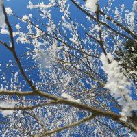 Яблони в снегу... :: ВАЛЕНТИНА ИВАНОВА