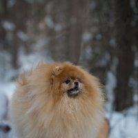 Я от дедушки ушел, я от бабушки ушел, а от тебя и подавно... :: Дмитрий .