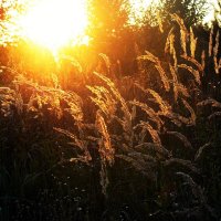 Тянутся к солнцу осенние травы... :: veilins veilins