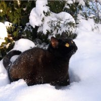 Кот первый раз видит снег. :: Любовь Журавлева