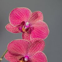 Орхидея :: prvivl prvivl