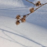 Колючка на снегу :: Лидия (naum.lidiya)