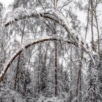подмосковный лес 2018 (снято смартфоном) :: юрий макаров