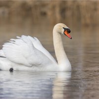 Белый лебедь :: Анна Солисия Голубева