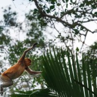 Прыжок.Носач или кахау... о.Борнео.Малайзия! :: Александр Вивчарик