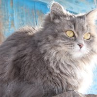 сельские коты :: Alena Legotkina