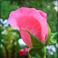 Розовая нежность бутона :: Лидия (naum.lidiya)