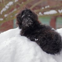 собака на снегулежака :: оксана 