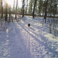 прогулка в зимнем лесу :: владимир 