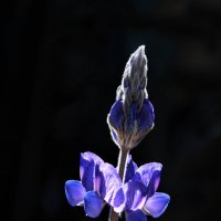 цветок синий :: Александр Деревяшкин