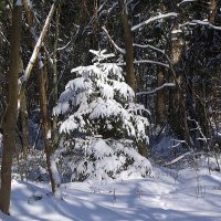 В зимнем лесу :: Маргарита Батырева