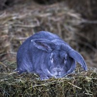 говорят Великан. :: виктор Синьков