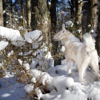Снежные собаки :: Валентина Ломакина