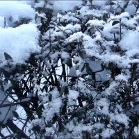 Снежок на ветвях :: Нина Корешкова