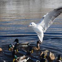 на реке :: linnud 