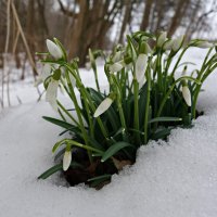 После трехнедельных морозов, вновь торжествует весна....... :: Galina Dzubina
