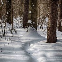 снег и лес :: юрий иванов
