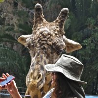 жираф и шляпа :: НАТАЛЬЯ 