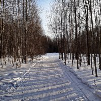 Зимний лес :: Любовь Чунарёва