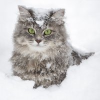 Снежный портрет Масяни :: Ирина Приходько