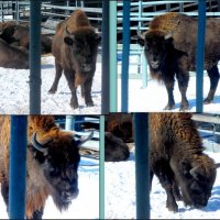 Зимним днём в ростовском зоопарке :: Нина Бутко
