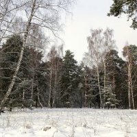 Природа в январе :: Милешкин Владимир Алексеевич 