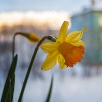 Балконные истории зимнего сада :: Иваннович *
