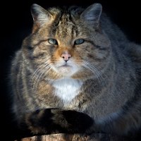 Европейский лесной кот :: Владимир Шадрин